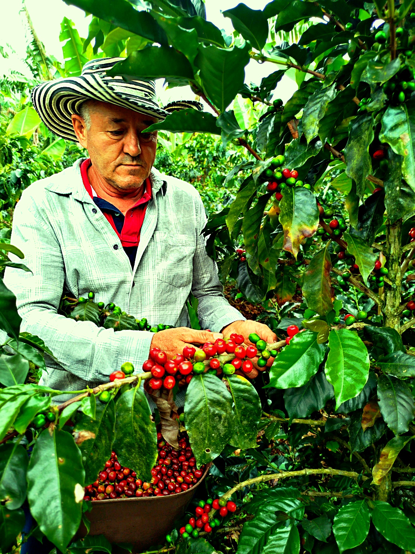 En la finca