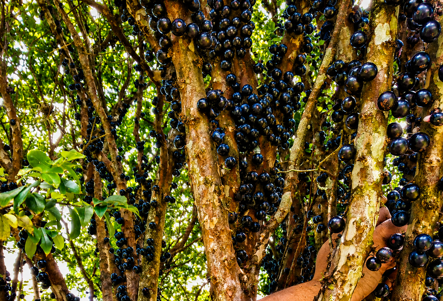 Fruto del cafeto